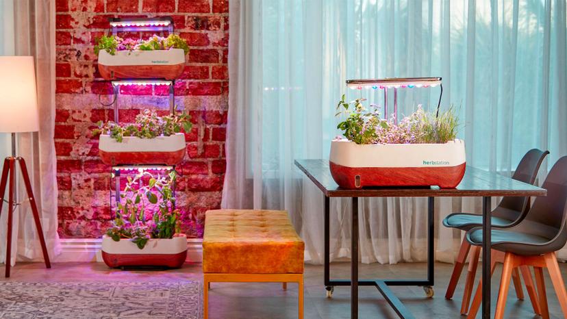 Immagine di Migliori serre idroponiche (aprile 2026)