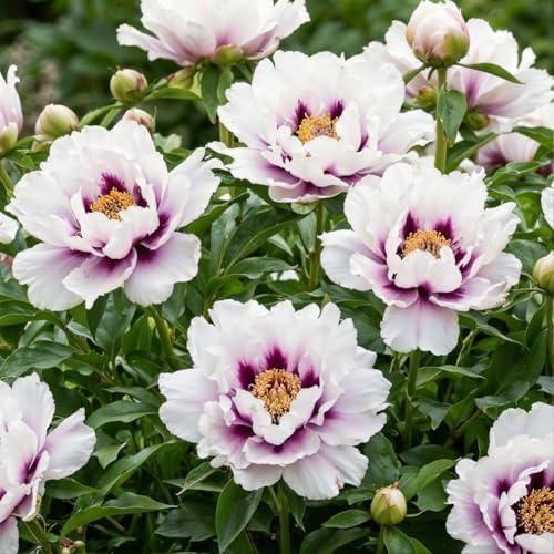 DUTCH BULBS EXCLUSIVE PLANTS FROM HOLLAND